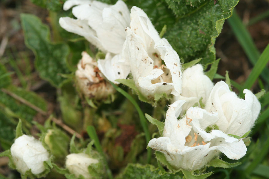 Mandragora autumnalis albina